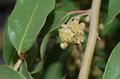 Litsea glaucescens